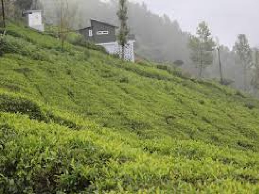 চাঁদমনি টি এস্টেটের ২৭ একর জমিতে হবে উত্তরবঙ্গের স্টেডিয়াম৷ উত্তরকন্যা থেকে ঘোষণা করে দিলেন মমতা বন্দ্যোপাধ্যায়৷