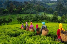 Huge Development Work In Tea Garden:  ‘বাচ্চাদের নিয়ে কাজ করতে আপনাদের অসুবিধা হয়’- মমতা বন্দ্যোপাধ্যায়ের উদ্যোগে ক্রেশ - স্বাস্থ্যকেন্দ্র মহিলা কর্মীদের বড় সুবিধা