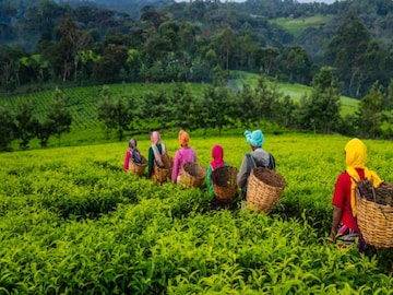 রাজ্য সরকার চা বাগানগুলিতে ক্রেশ চালু করার জন্য উদ্যোগ নিয়েছে