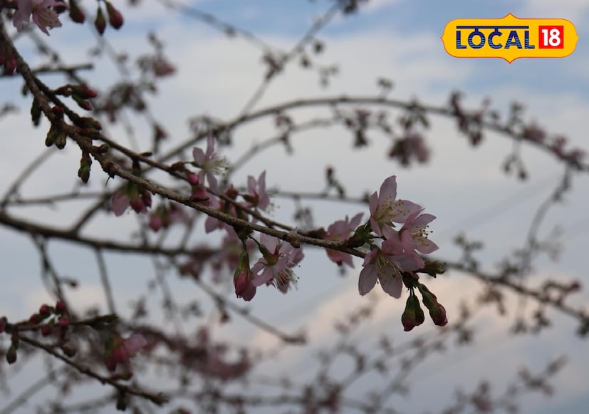 এই বছর উৎসবের অন্যতম আকর্ষণ ইন্দো–নেপাল সাংস্কৃতিক উৎসব, যা দুই দেশের সাংস্কৃতিক বিনিময় ও বন্ধুত্বের প্রতীক হিসেবে দেখা হচ্ছে। আয়োজকদের মতে, “চেরি ব্লসম কেবল একটি ফুল নয়, এটি কৃষি ও সংস্কৃতির সংযোগও ঘটায়।” স্থানীয়ভাবে 'পায়ু গাছ' নামে পরিচিত এই চেরি ফুল ধান কাটার মরশুমের সূচক হিসেবে ধরা হয়। এই ফুলের সৌন্দর্য উপভোগ করতে নভেম্বরের দ্বিতীয় সপ্তাহ থেকেই সিকিমের পাহাড়ে ভিড় বাড়বে বলে অনুমান।