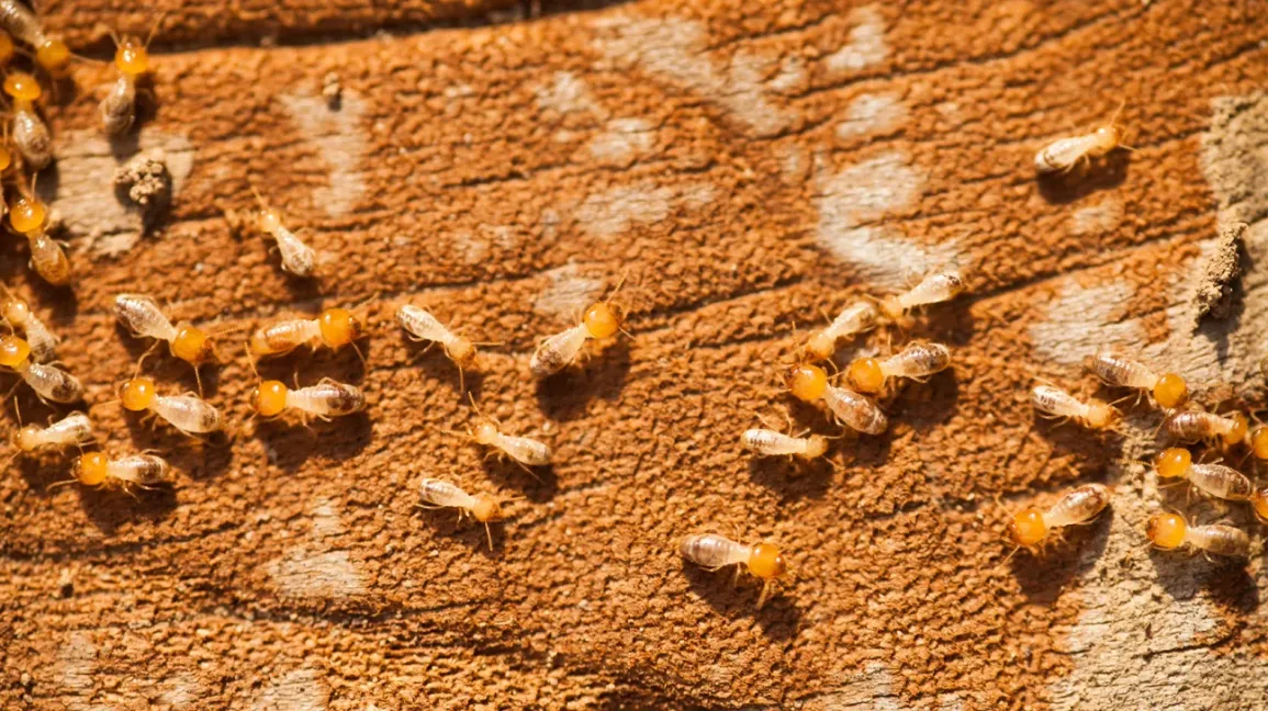 সর্বোপরি, গরম এবং আর্দ্র আবহাওয়ায় উইপোকা দ্রুত বৃদ্ধি পায় বলে মনে করা হয়, যদিও শীতেও এদের উপদ্রব দেখা যায় গৃহস্থের বেডরুম থেকে লিভিংরুম, সোফা থেকে আলমারি, বিছানা থেকে দেওয়াল, সর্বত্র।অতএব, এই পোকার ক্ষেত্রে আগে থেকেই উইপোকার বিস্তার শনাক্ত করা খুবই গুরুত্বপূর্ণ।