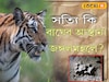 একাধিকবার জঙ্গলমহলে বাঘ, দু'বার মৃত্যু! জঙ্গলমহলে আসার কারণ কী? জানুন