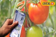 Money Making Idea: টমেটো চাষেই বড়লোক হওয়ার সুযোগ! শুধু চিনতে হবে জাত, জানতে হবে চাষের সঠিক সময়! আইডিয়া দিলেন আধিকারিক