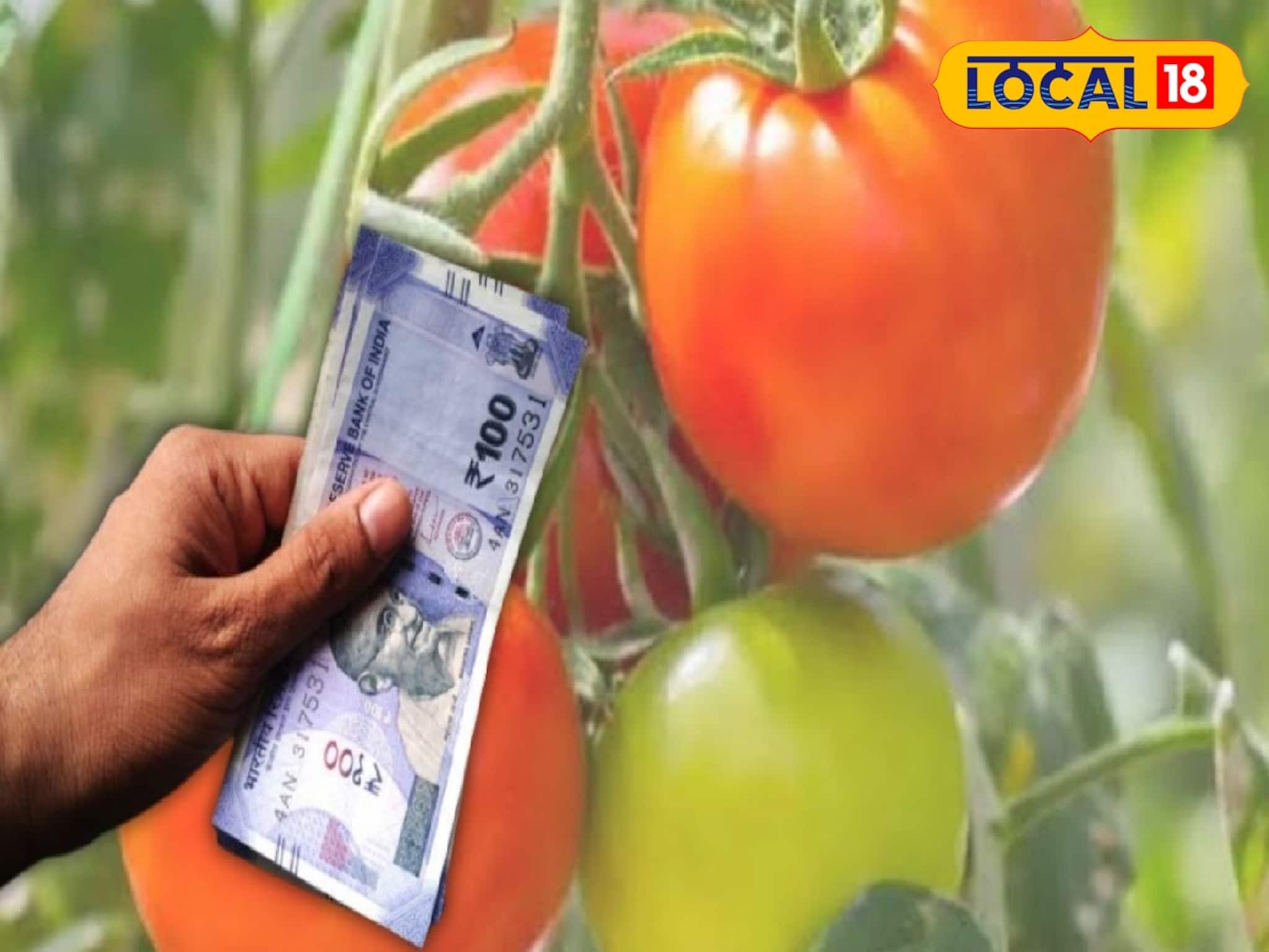 Money Making Idea: টমেটো চাষেই বড়লোক হওয়ার সুযোগ! শুধু চিনতে হবে জাত, জানতে হবে চাষের সঠিক সময়! আইডিয়া দিলেন আধিকারিক
