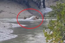 বাড়ি বসেই দেখুন বাঘের খেলা! একসঙ্গে ৩টি রয়্যাল বেঙ্গল টাইগারের ভিডিও দেখে অবাক হবেন আপনিও