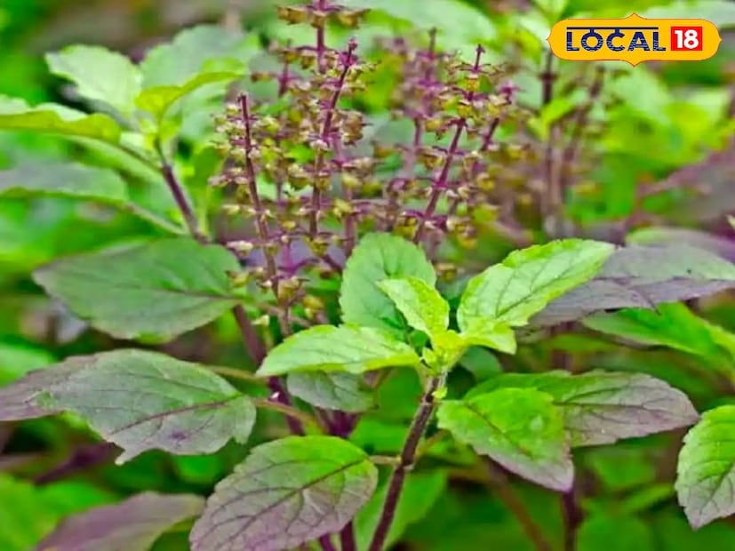 তুলসি গাছ: তুলসিকে হিন্দুধর্মে সবচেয়ে পবিত্র গাছগুলির মধ্যে একটি ধরা হয়। এটি ধর্মীয় গুরুত্ব ছাড়াও স্বাস্থ্য ও পরিবেশের জন্যও অত্যন্ত উপকারী। বাস্তুশাস্ত্র অনুযায়ী, তুলসি ঘরে পজিটিভ এনার্জি বজায় রাখে এবং নেগেটিভ শক্তি দূর করে। বাড়ির উত্তর, পূর্ব বা উত্তর-পূর্ব দিকে লাগানো শুভ। সকাল-সন্ধ্যায় তুলসির পূজা ও প্রদীপ জ্বালালে শান্তি ও সুখ-সমৃদ্ধি আসে। 