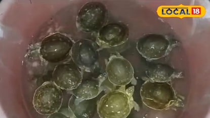 কচ্ছপ কচ্ছপ