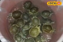 পুকুর পাড়ে বস্তাবন্দি ৪৫ কচ্ছপ! স্থানীয়দের তৎপরতা নজরকাড়া, উদ্ধার বন দফতরের