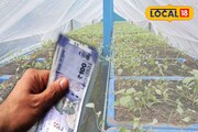 বাড়িত ছোট জায়গা বা ছাদ থাকলেই সবজি চাষ করে হবে আয়!২০ লক্ষ টাকা বরাদ্দে পথ দেখাচ্ছে সিএডিসি