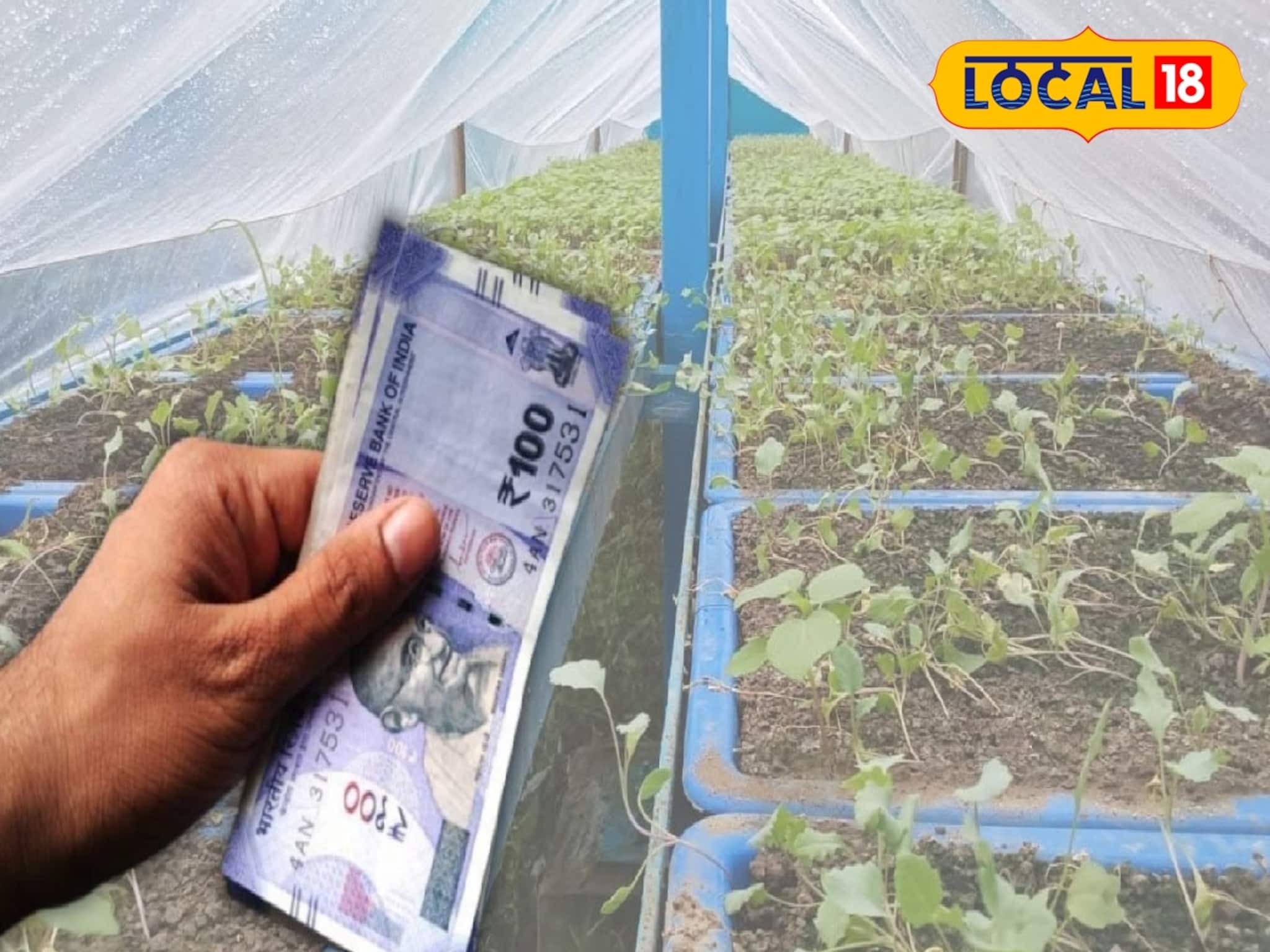 Money Making Tips: বাড়িতে ছোট জায়গা বা ছাদ থাকলেই সবজি চাষ করে হবে আয়! ২০ লক্ষ টাকা বরাদ্দ করে পথ দেখাচ্ছে সিএডিসি