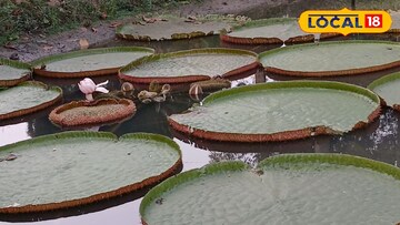 ভিক্টোরিয়া