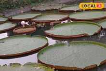 বিশ্বজুড়ে বিখ্যাত! দক্ষিণ আমেরিকার সেই জলজ উদ্ভিদ এবার দেখা যাবে বর্ধমানে