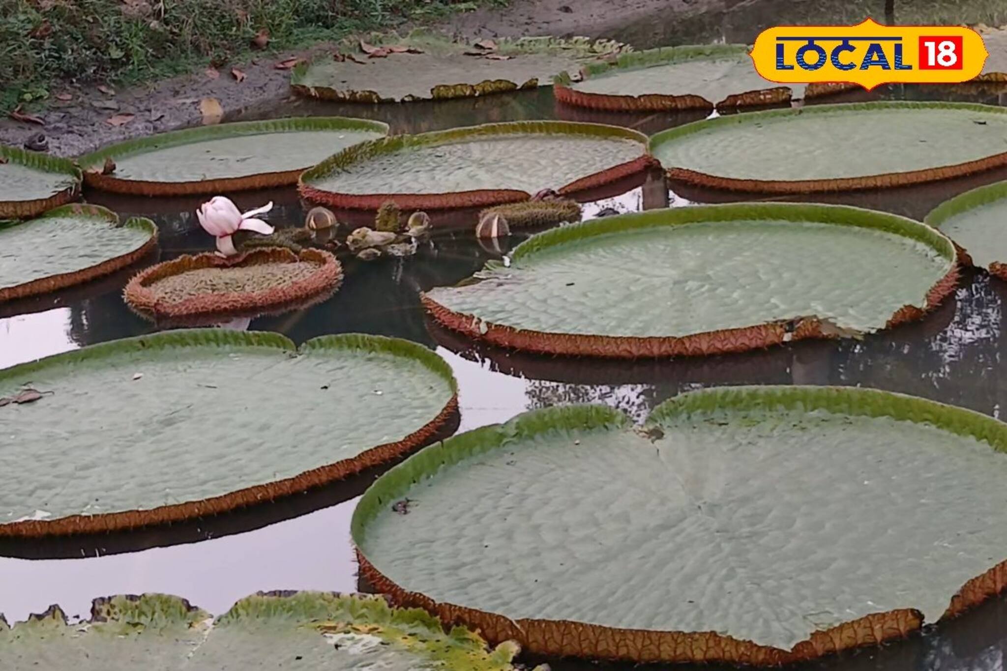 বিশ্বজুড়ে বিখ্যাত! দক্ষিণ আমেরিকার সেই জলজ উদ্ভিদ এবার দেখা যাবে বর্ধমানে