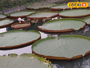 ভিক্টোরিয়া