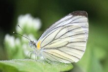 West Bengal News: পূর্বস্থলীতে মিলল ছয় ইঞ্চি দৈর্ঘ্যের প্রজাপতি! সংরক্ষণ করবে বন দফতর