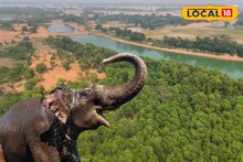 Elephant Sight: প্রকৃতির 'লাইভ শো', সহজে দেখার সুযোগ মেলে শীতে! হাতিদের 'অবাক' জলপান দেখতে ভিড় করেন পর্যটকরা