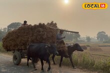 Bullock Cart: একসময় ছিল রাস্তার 'রাজা', আজ অতীতের পথ! তবে চন্দ্রকোনায় এখনও দাপিয়ে বেড়াচ্ছে গরুর গাড়ি