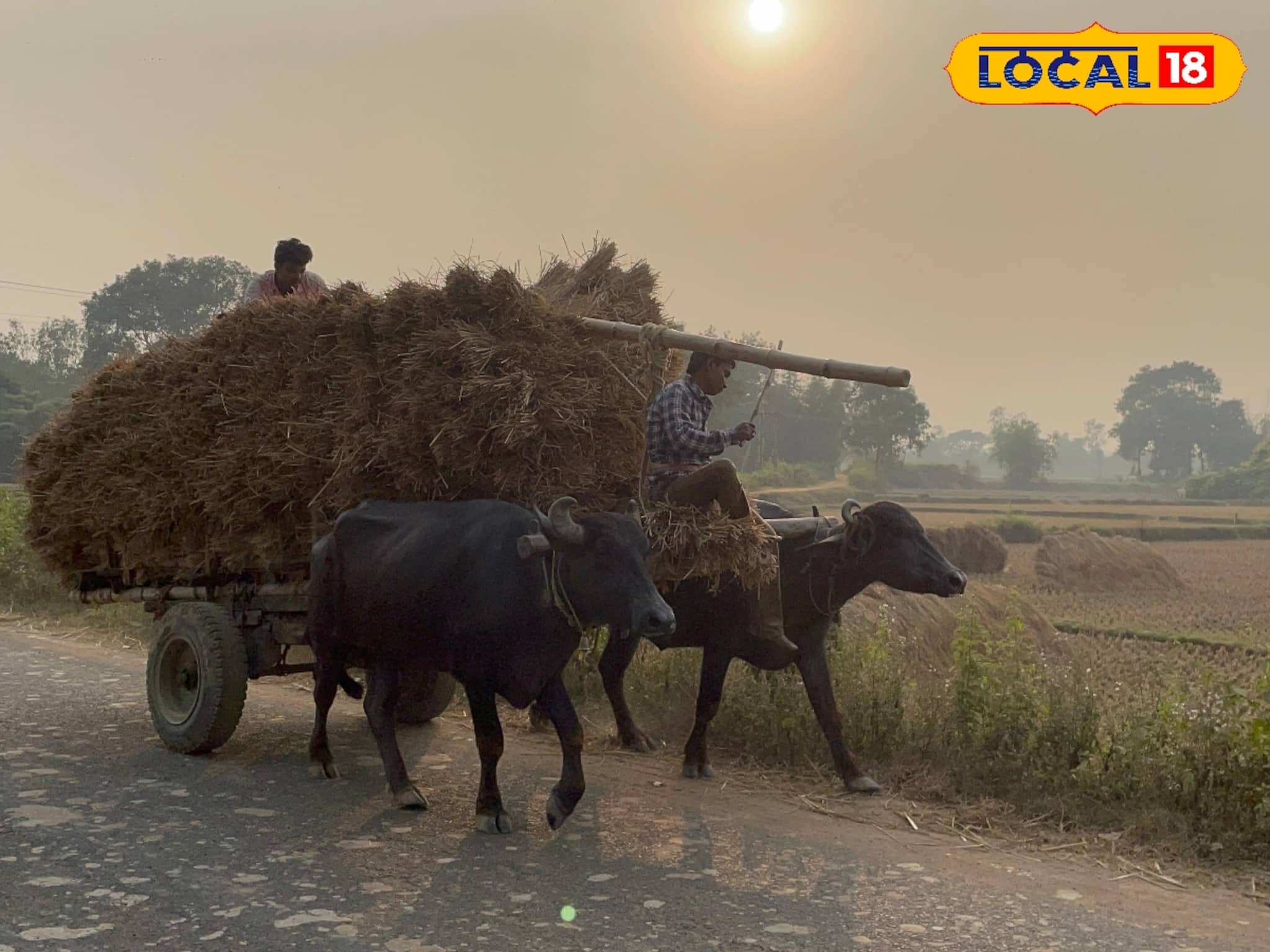 Bullock Cart: একসময় ছিল রাস্তার 'রাজা', আজ অতীতের পথে! তবে চন্দ্রকোনায় এখনও দাপিয়ে বেড়াচ্ছে গরুর গাড়ি