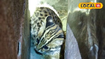 বনবিড়ালের