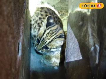 বনবিড়ালের