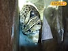 লেপার্ড ধরতে এসেছিলেন বনকর্মীরা, ধরা পড়ল বিড়ালের ছানা! তীব্র আতঙ্কের মাঝে হাসির রোল