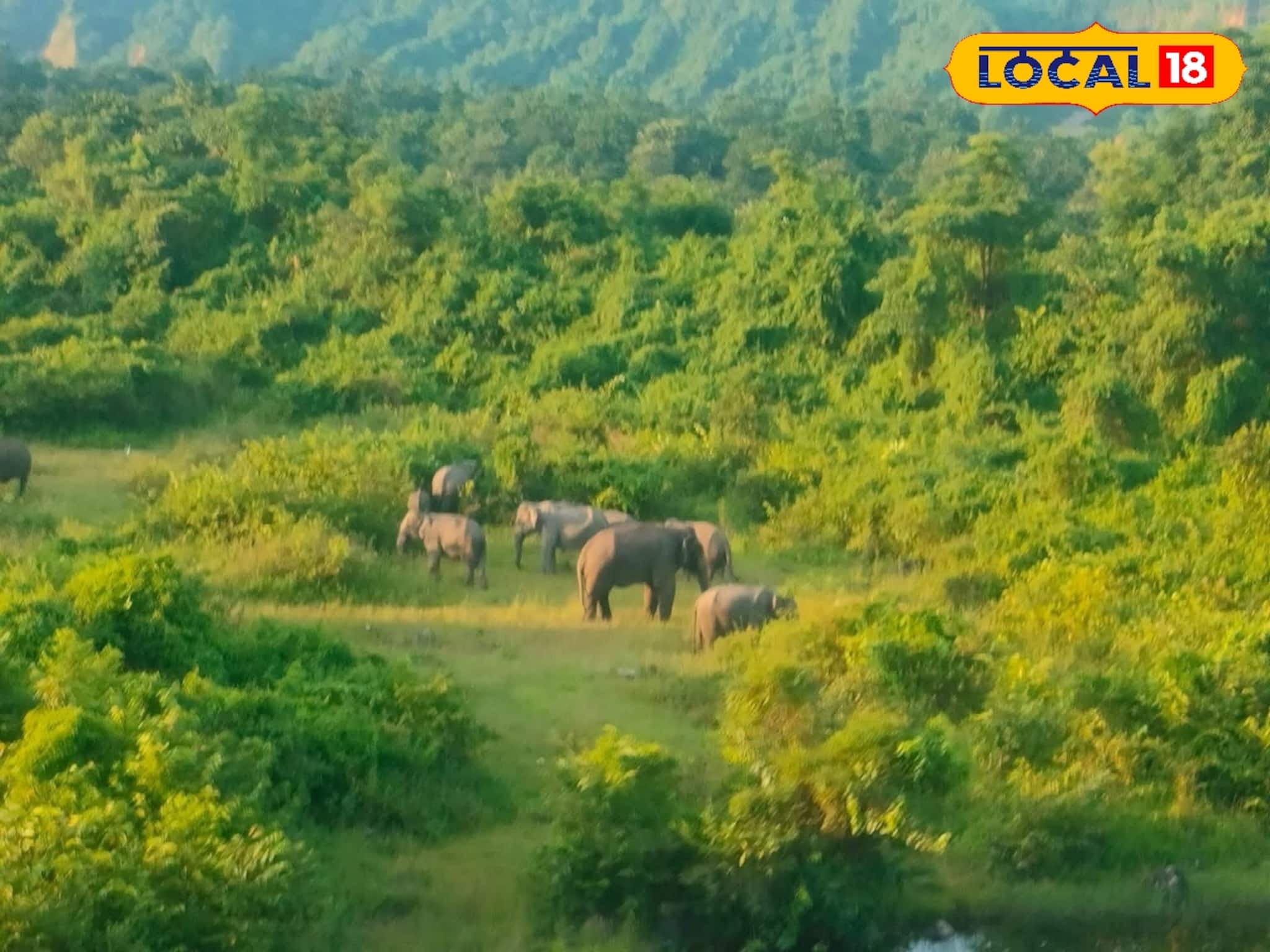 বন্যপ্রাণীর হানায় ক্ষতি হলে পাশে থাকবে বন দফতর! আহত, প্রাণহানিতে দেবে লক্ষ লক্ষ টাকা
