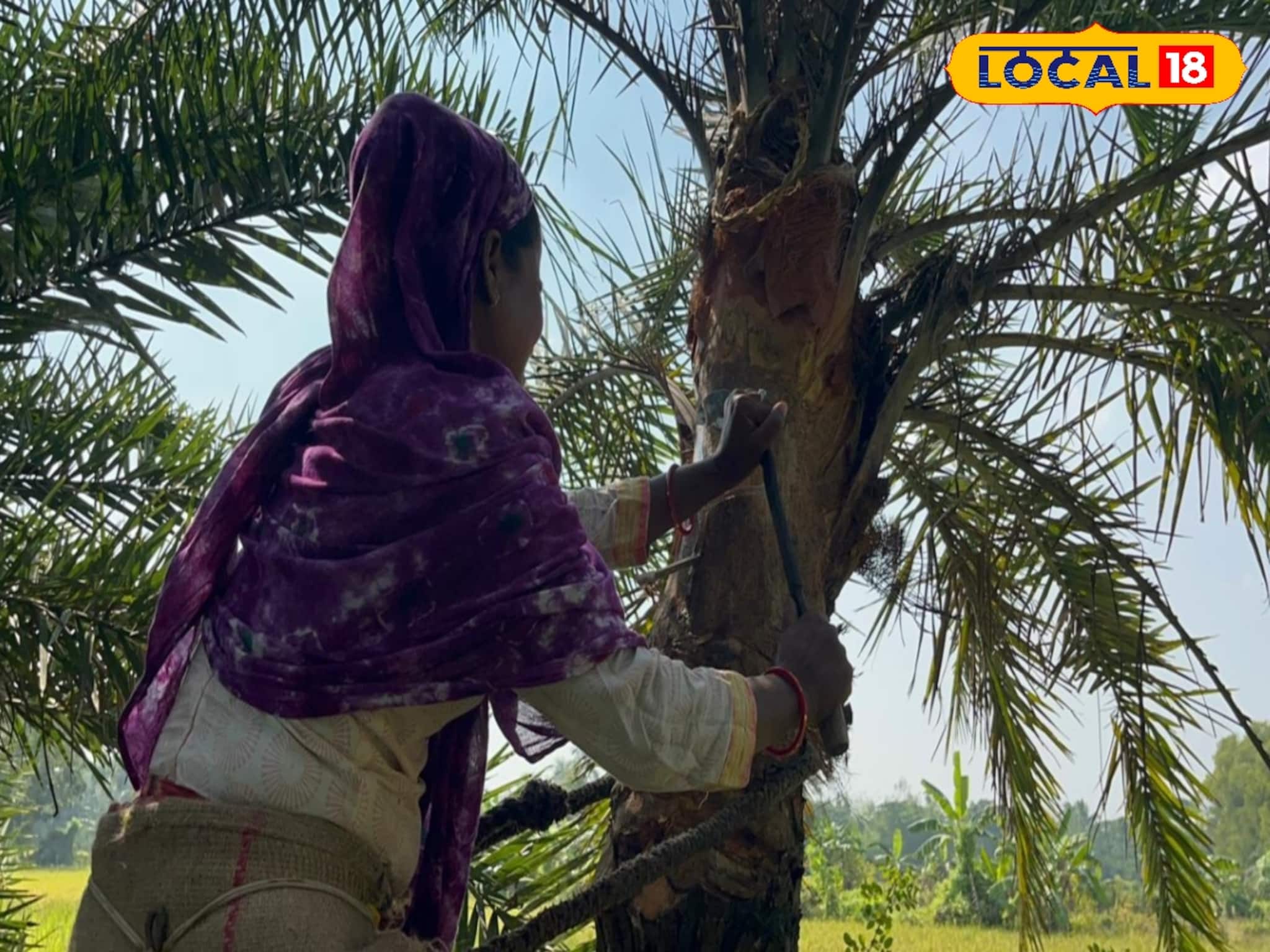সংসার চালাতে গাছে উঠে সংগ্রহ করছেন খেজুর রস মাজিদা, জেলায় প্রথম দেখা গেল মহিলা শিউলি