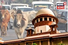 বড় রাস্তার ধারে থাকবে না গরু, ছাগল...ব্যবস্থা নেওয়ার কড়া নির্দেশ সুপ্রিম কোর্টের