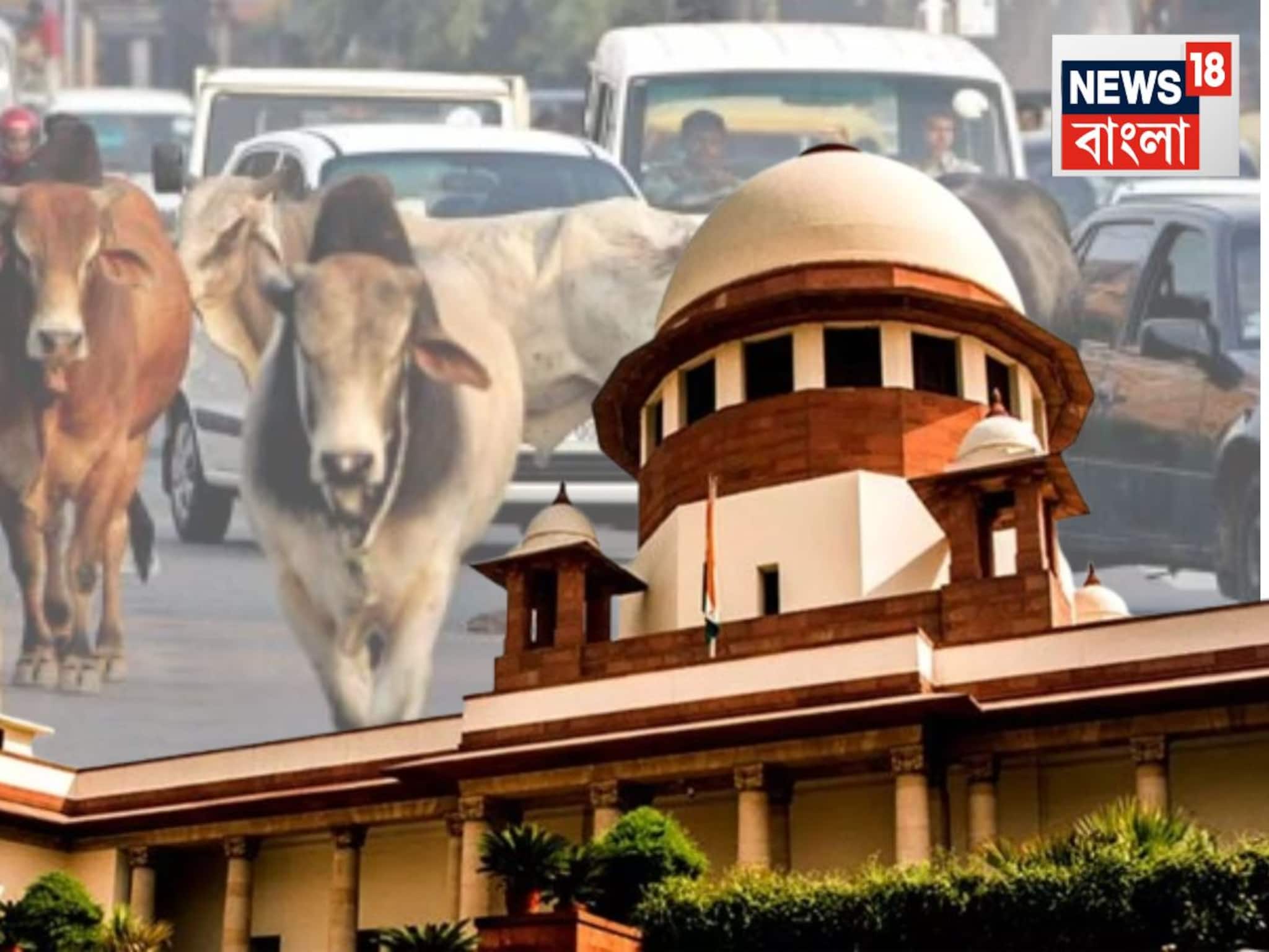 Supreme Court: পথকুকুরদের পাশাপাশি ভবঘুরে গবাদি পশু নিয়েও নির্দেশ! বড় রাস্তার ধারে থাকবে না গরু, ছাগল...ব্যবস্থা নেওয়ার নির্দেশ