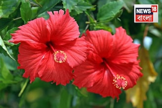 জবাগাছ ভরে আসবে কুঁড়ি, এই শীতেও! জঞ্জালে ফেলে দেন, এমন দু’টো জিনিস দিয়ে তৈরি করুন সার