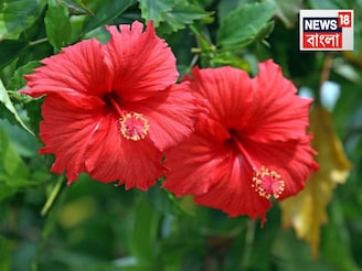 জবাগাছ ভরে আসবে কুঁড়ি, এই শীতেও! জঞ্জালে ফেলে দেন, এমন দু’টো জিনিস দিয়ে তৈরি করুন সার