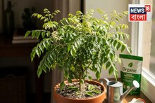 Grow Curry Leaves: ছোট বারান্দা হোক বা ছাদ, মাত্র ১ মাসে টবেই হবে ঘন কারি পাতা গাছ! জানুন মাটি তৈরি করবেন কীভাবে