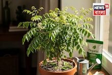 ছোট বারান্দা হোক বা ছাদ, ১ মাসে টবেই হবে ঘন কারি পাতা গাছ! জানুন মাটি তৈরি করবেন কীভাবে