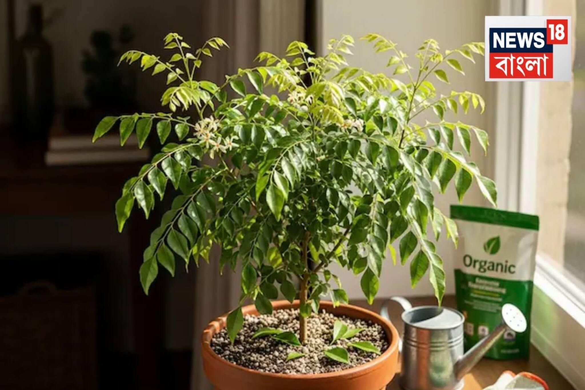 ছোট বারান্দা হোক বা ছাদ, ১ মাসে টবেই হবে ঘন কারি পাতা গাছ! জানুন মাটি তৈরি করবেন কীভাবে