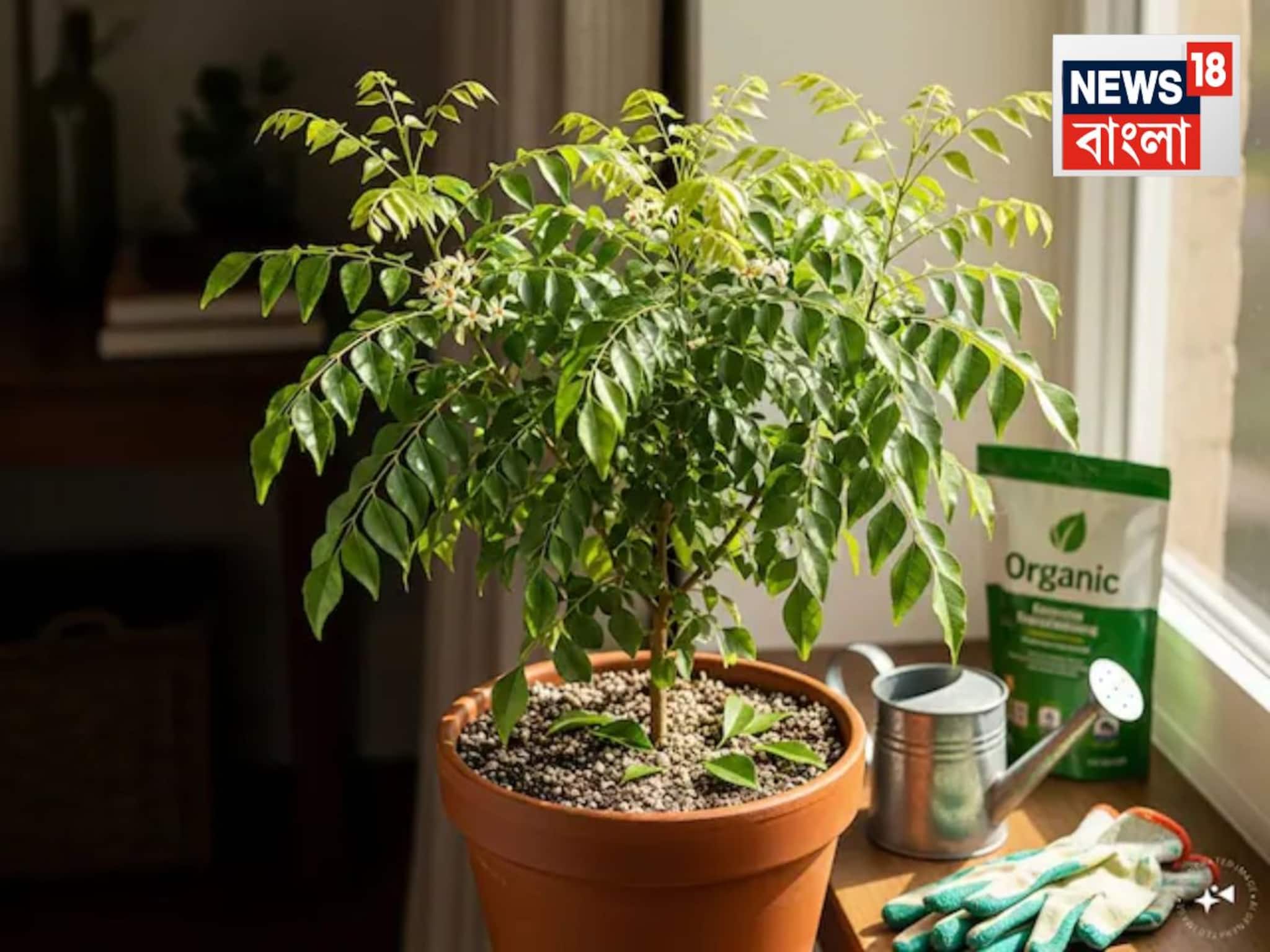 Grow Curry Leaves: ছোট বারান্দা হোক বা ছাদ, মাত্র ১ মাসে টবেই হবে ঘন কারি পাতা গাছ! জানুন মাটি তৈরি করবেন কীভাবে