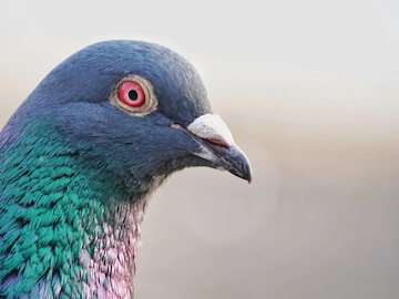 চকচকে গোল জিনিস..এমনি ফেলে দেন! বারান্দা থেকে পায়রা তাড়াতে কাজে দেয় দুর্দান্ত চকচকে গোল জিনিস..এমনি ফেলে দেন! বারান্দা থেকে পায়রা তাড়াতে কাজে দেয় দুর্দান্ত