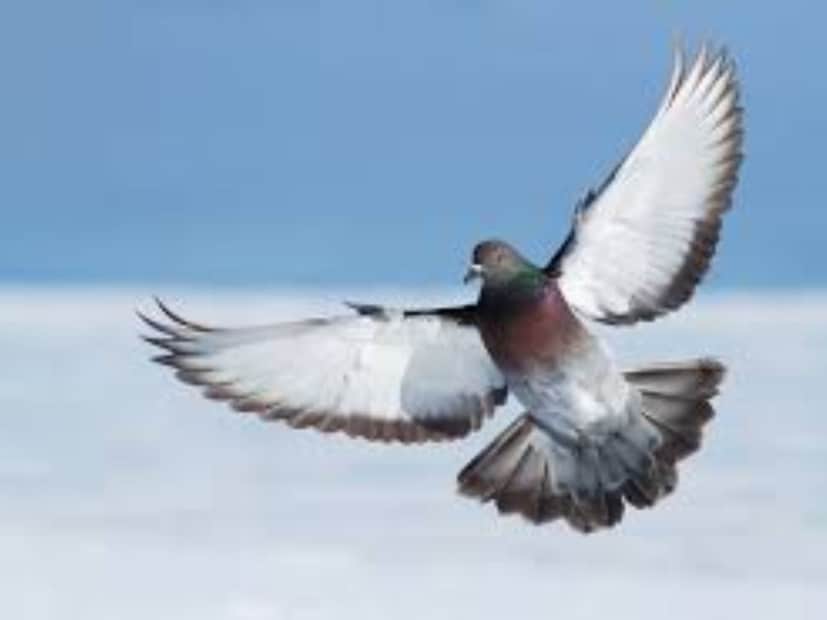 জাল বা পাতলা তারের মতো হালকা আড়াল তৈরি করুন। বারান্দায় স্বচ্ছ পায়রার জাল স্থাপন করা একটি কার্যকর পদ্ধতি। এটি পাখিদের প্রবেশে বাধা দেয়, তবে বাতাস এবং আলোতেও বাধা দেয়। রেলিংয়ের সাথে পাতলা মাছ ধরার জালও কিছু দূরত্বে বেঁধে দিন। এই তারগুলি পায়রাদের বাসা বাঁধতে বাধা দেয় এবং তাদের দূরে সরে যেতে বাধ্য করে। এই পদ্ধতিটি কোনও আঘাত না করে তাদের দূরে রাখতে সাহায্য করে।