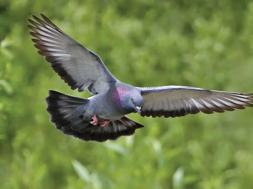 বারান্দা পরিষ্কার রাখুন এবং খাবারের জিনিসপত্র ফেলে আসা এড়িয়ে চলুন। পায়রা এমন জায়গা বেছে নেয় যেখানে তারা খাবার খুঁজে পাবে বলে আশা করে। যদি বারান্দায় ছিটকে পড়া বীজ, শুকনো পাতা, শস্যের বর্জ্য বা অবশিষ্ট খাবার থাকে, তাহলে এই পাখিরা বারবার ফিরে আসবে। অতএব, প্রতিদিন বারান্দা পরিষ্কার করুন এবং কোনও খাবার বাইরে ফেলে আসা এড়িয়ে চলুন। যদি আপনার গাছপালা থাকে, তাহলে নিয়মিত বারান্দা থেকে ছিটকে পড়া বীজ সরিয়ে ফেলুন। পায়রা পরিষ্কার জায়গায় থাকে না।