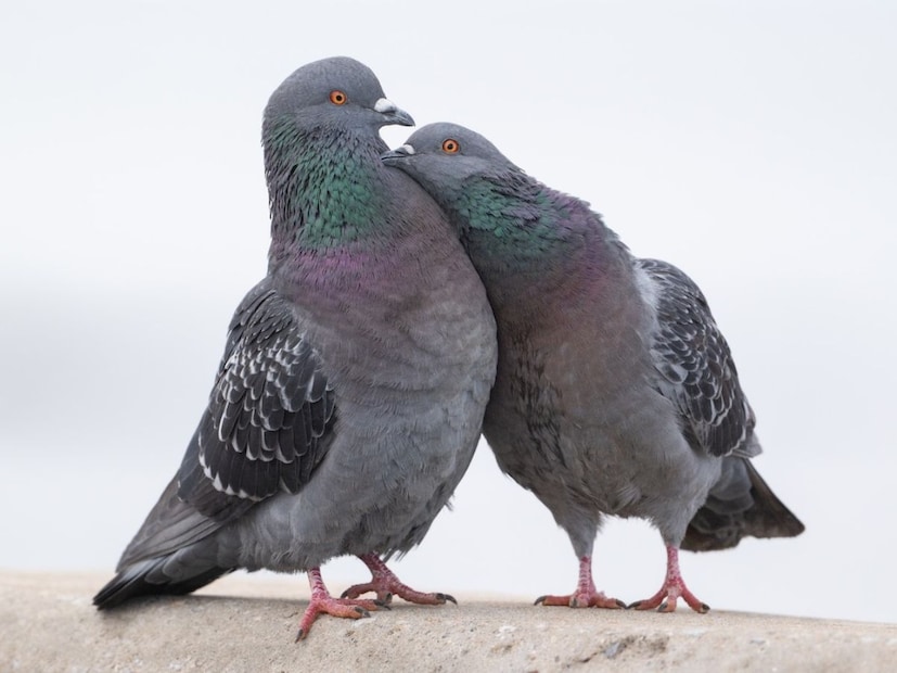 চকচকে জিনিস ঝুলিয়ে কবুতরদের মনোযোগ বিক্ষিপ্ত করুন। উজ্জ্বল আলো এবং প্রতিফলন কবুতরদের জন্য অস্বস্তিকর। বারান্দায় পুরনো সিডি, চকচকে টেপ বা পাতলা অ্যালুমিনিয়াম স্ট্রিপ ঝুলিয়ে রাখতে পারেন। হাওয়ায় সেগুলো দুললে এবং সূর্যের আলো তাদের উপর পড়লে জ্বলজ্বল করবে। এই গোটা বিষয়টায় ভয় পাবে পায়রারা৷ কাছে ঘেঁষবে না৷