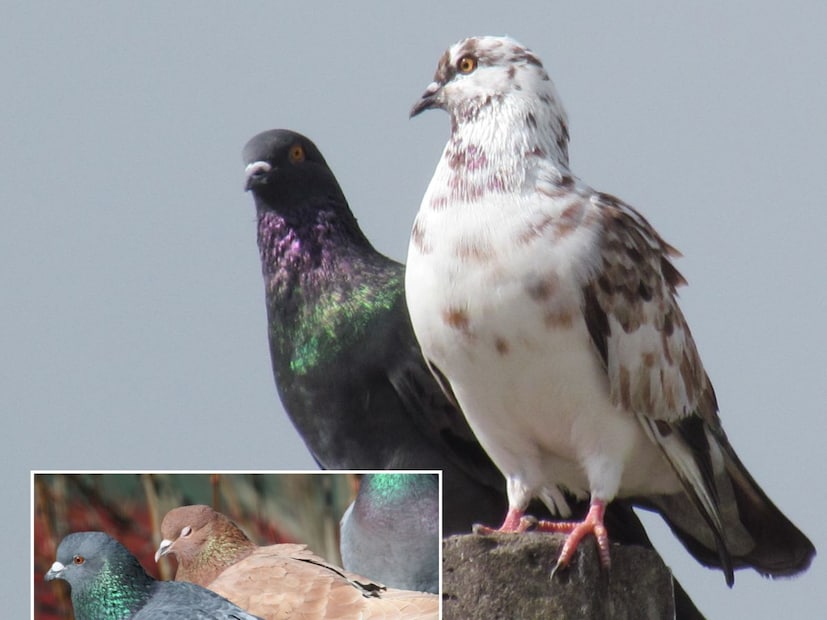 তীব্র গন্ধযুক্ত প্রাকৃতিক প্রতিরোধক ব্যবহার করুন। পায়রারা তীব্র গন্ধযুক্ত জিনিস এড়িয়ে চলে। বিভিন্ন কোণে ছোট ছোট বাটিতে লবঙ্গ, কালো মরিচ বা দারুচিনি রাখুন। অনেকে ভিনেগারে ভেজানো তুলোর বলও ব্যবহার করেন। এই প্রতিরোধকগুলির গন্ধ পায়রাদের বিরক্ত করে, ফলে তারা সেই জায়গাগুলিতে বাসা বাঁধতে পারে না। গন্ধ বজায় রাখার জন্য প্রতি কয়েক দিন অন্তর এই বাটিগুলি পরিবর্তন করতে ভুলবেন না।