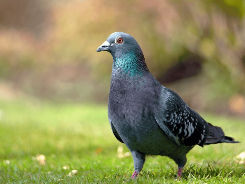 শব্দ উৎপন্নকারী বস্তু যেমন উইন্ড চাইম লাগিয়ে রাখুন বারান্দা কিংবা জানলার সামনে। পায়রারা শান্ত জায়গা পছন্দ করে। হালকা শব্দ বা ক্রমাগত নড়াচড়া তাদের বিরক্ত করে। অতএব, আপনি আপনার বারান্দায় উইন্ড চাইম, স্পিনিং পিনহুইল বা অন্যান্য সাজসজ্জার জিনিসপত্র স্থাপন করতে পারেন যা মৃদু বাতাসে দুলতে থাকে। বাতাস প্রবাহিত হওয়ার সাথে সাথে, এই জিনিসগুলি শব্দ করে বা ঘুরতে থাকে, যা কবুতরদের কাছে আসতে বাধা দেয়। এই পদ্ধতিটি সাশ্রয়ী এবং আপনার বারান্দাকে সুন্দর করে তোলে।