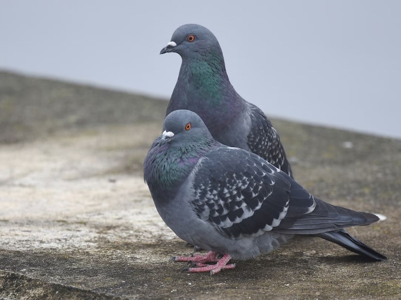 পায়রার বিষ্ঠা দুর্গন্ধ তৈরি করতে পারে, মেঝেতে দাগ ফেলতে পারে এবং যদি তখনই পরিষ্কার না করা হয়, তাহলে সংক্রমণের ঝুঁকি বাড়ায়। অনেকেই রাগের বশে এই পাখিদের তাড়ানোর জন্য অনৈতিক পদ্ধতি অবলম্বন করেন, যা কেবল অকার্যকরই নয় বরং তাদের ক্ষতিও করতে পারে। আজকাল, লোকেরা এমন সহজ কৌশল খুঁজছে যা তাদের বারান্দা পরিষ্কার রাখে এবং পাখিদেরও ক্ষতি না হয়৷ এই প্রতিবেদনে এমনই কিছু পদ্ধতির উল্লেখ করব আমরা৷ 