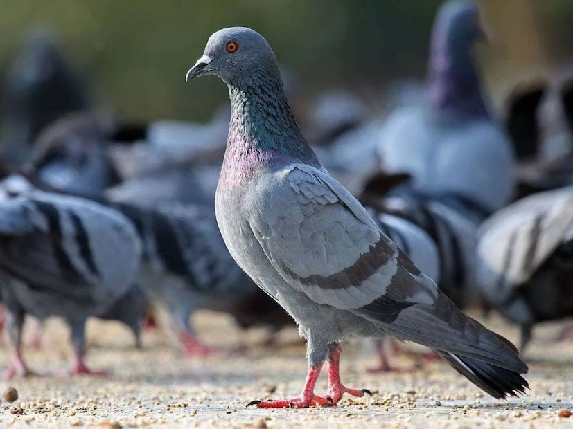 আপাতদৃষ্টিতে পায়রাকে দেখে মোটেই ক্ষতিকারক বলে মনে হবে না কারও৷ কিন্তু, সেই পায়রাই যখন রোজ আপনার ফ্ল্যাটের বারান্দা, জানলায় এসে নোংরা করবে, বাসা বানাবে, তখন সেসব পরিষ্কার করা কঠিন হয়ে পড়বে আর সাথে সাথে বাড়বে বিরক্তি৷ 