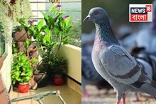 Tips and Tricks: চকচকে গোল জিনিস..এমনি ফেলে দেন! বারান্দা থেকে পায়রা তাড়াতে কাজে দেয় দুর্দান্ত