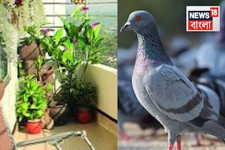 চকচকে গোল জিনিস..এমনি ফেলে দেন! বারান্দা থেকে পায়রা তাড়াতে কাজে দেয় দুর্দান্ত