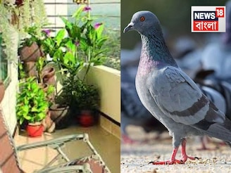 চকচকে গোল জিনিস..এমনি ফেলে দেন! বারান্দা থেকে পায়রা তাড়াতে কাজে দেয় দুর্দান্ত