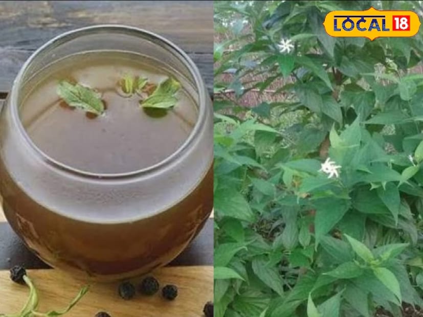 Harshrungar আর Mirchi পাতার এই ক্বাথ বহু শতাব্দী ধরে আয়ুর্বেদে ব্যবহার হচ্ছে। এটা হাঁটু আর জয়েন্টের ব্যথা গোড়া থেকে কমাতে সাহায্য করে বলে মনে করা হয়। নিয়মিত খাওয়া আর ঠিকভাবে কোর্স করলে শরীরে জমে থাকা ফোলাভাব কমে যায় আর জয়েন্টগুলি স্বাভাবিকভাবে শক্তিশালী হয়। এই ঐতিহ্যবাহী টোটকা একেবারে প্রাকৃতিক আর কার্যকরী বিকল্প।