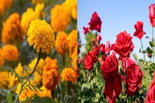 Flower Gardening Tips: ডিসেম্বরে গাঁদা, গোলাপে ভরবে বাগান, ব্যালকনি! রোজ ১ মিনিটের একটি কাজ, ফুলের সাইজ হবে দ্বিগুণ! জানুন বিশেষজ্ঞদের টিপস