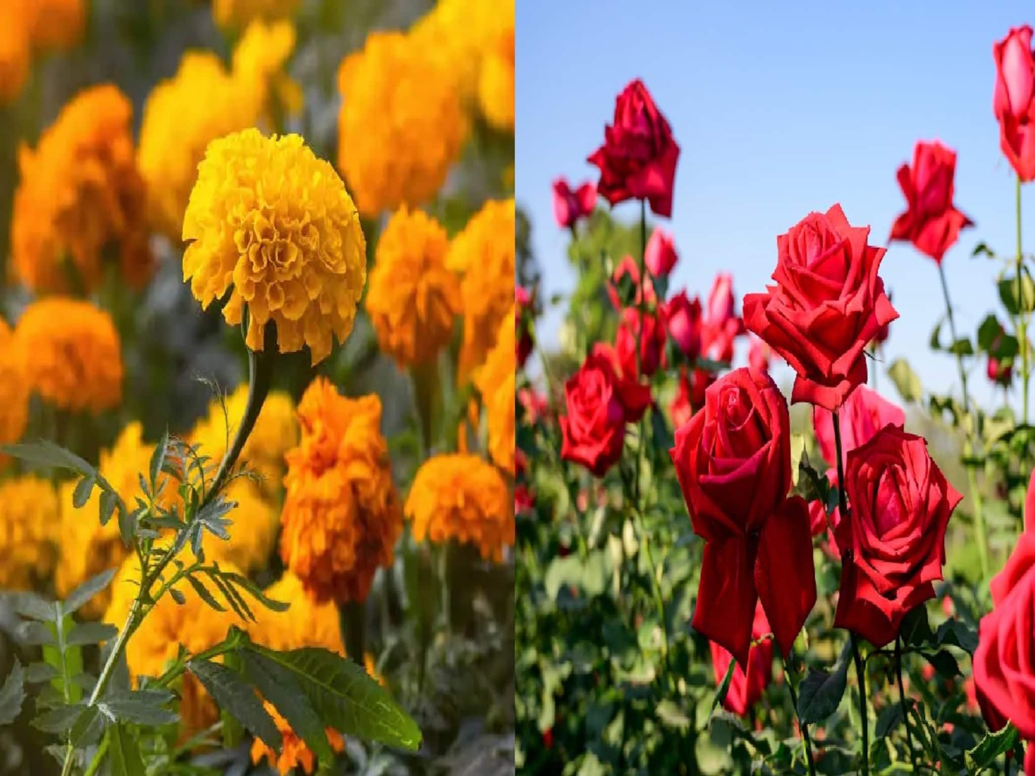 ডিসেম্বরে গাঁদা, গোলাপে ভরবে বাগান, ব্যালকনি!রোজ ১ মিনিটের একটি কাজ,ফুলের সাইজ হবে দ্বিগুণ ডিসেম্বরে গাঁদা, গোলাপে ভরবে বাগান, ব্যালকনি!রোজ ১ মিনিটের একটি কাজ,ফুলের সাইজ হবে দ্বিগুণ