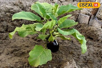 রান্নাঘর, ছাদ, বাগানে ফলবে বড় বড় বেগুন! জৈব সারের সঙ্গে মেশান একটি জিনিস, বাজার খরচ কমবে
